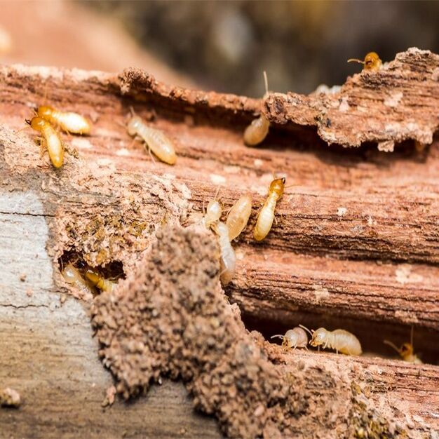 termite_control