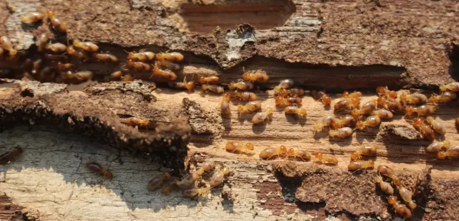 Termite Control in Abu Dhabi