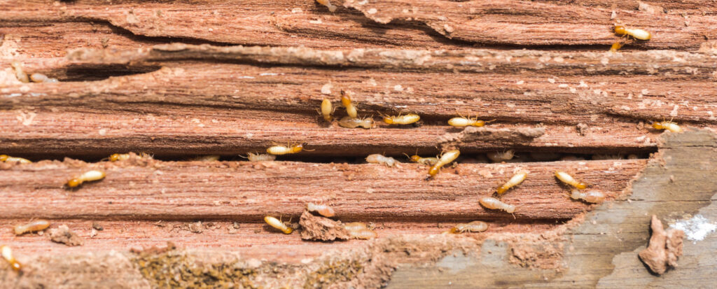 the grunge wood board was eating by group of termites