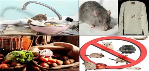 mice